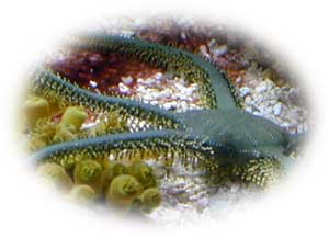 Green Brittle Star