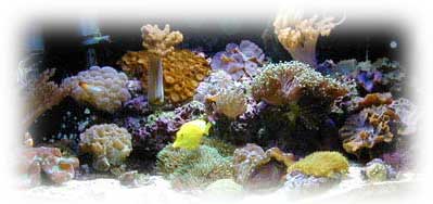 Reef Tank Aquascaping